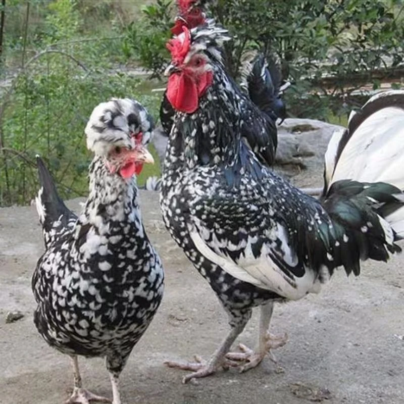 顺丰包邮活体贵妃鸡宠物鸡观赏鸡小体型每只4两到半斤