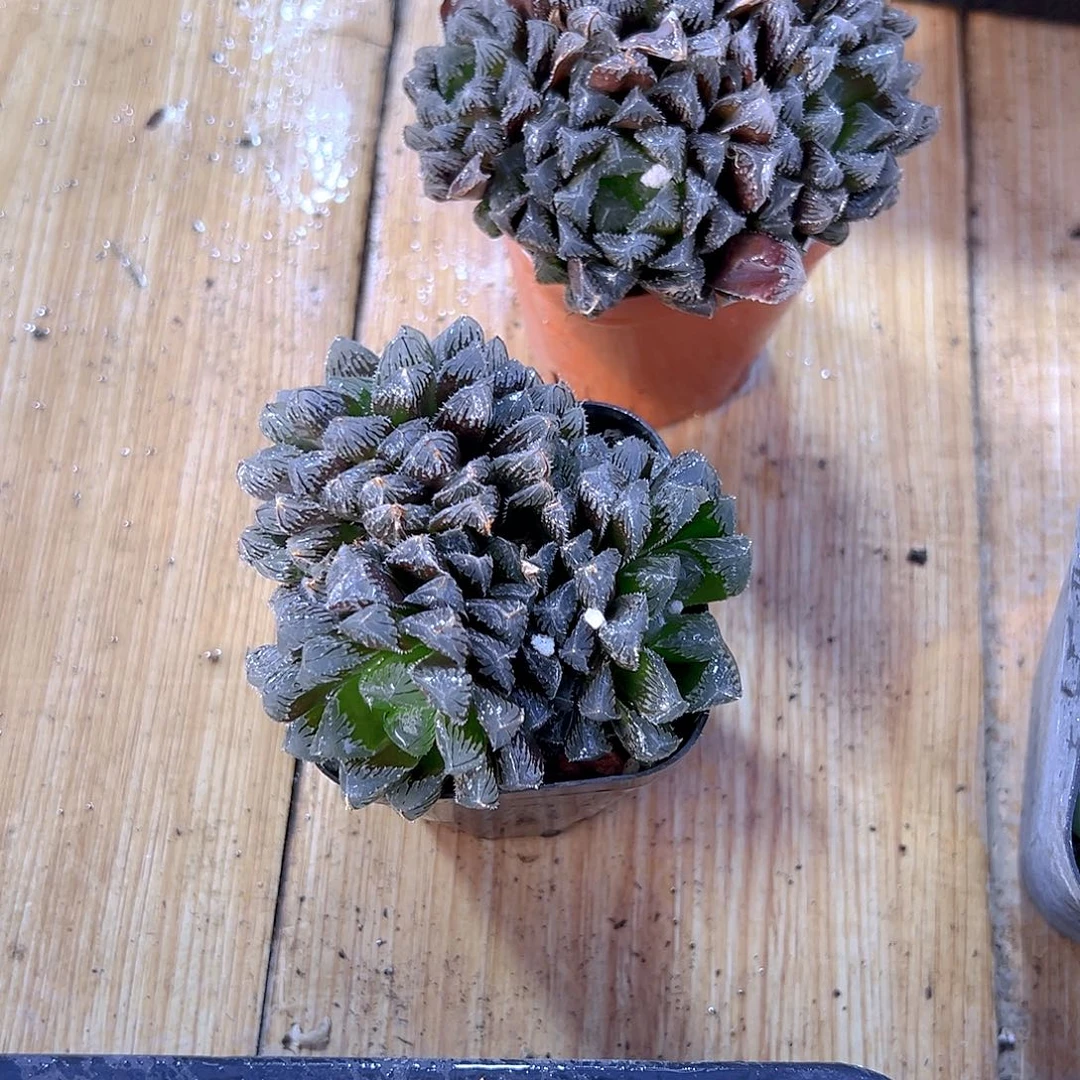 红岩玉露多肉多肉一颗