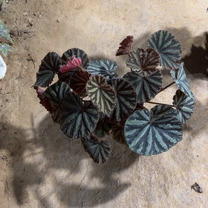 不开花植物血月北京