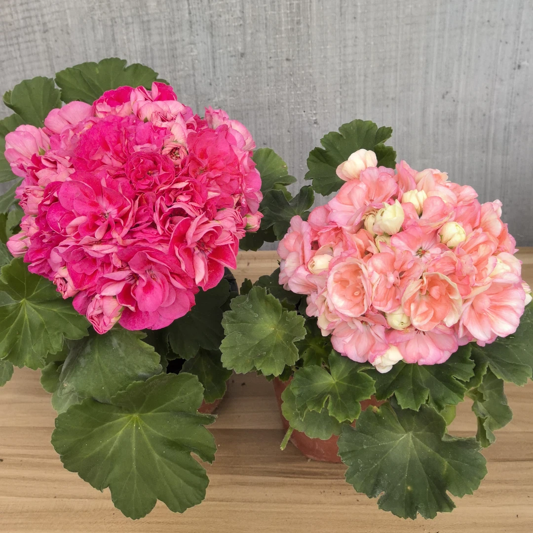 【罗莎琳达(直立)+瑞典玫瑰小姐(矮桩勤花)】2颗重瓣天竺葵组合花卉