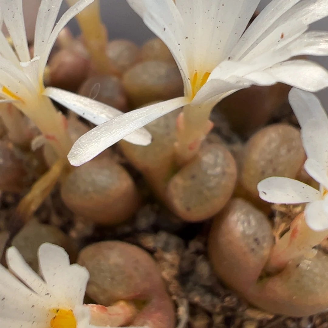 7-160肉锥多肉植物大战