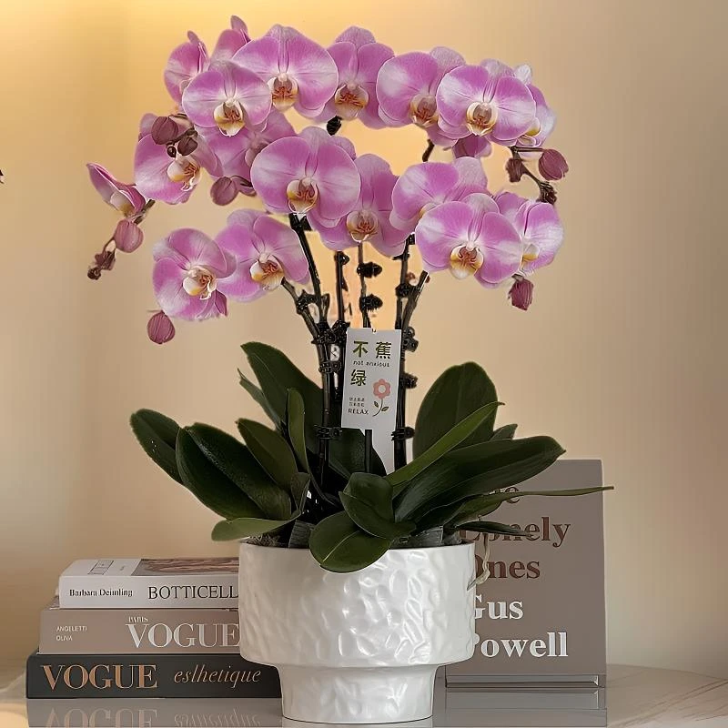蝴蝶兰《明星》紫色系大花年度爆款花艺术组盆室内花6-6