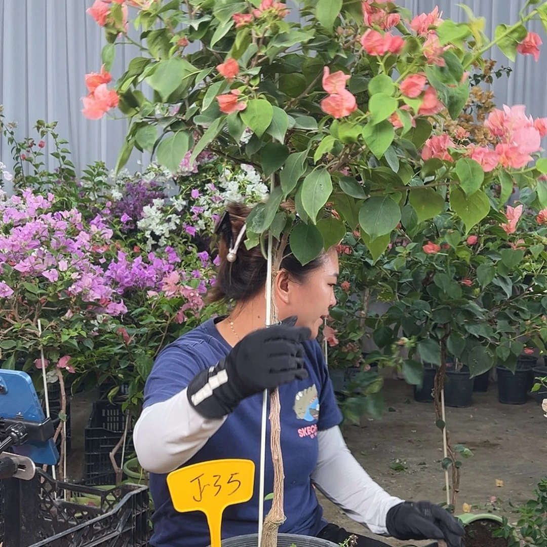 大部分花苞少量开放J35不甜
