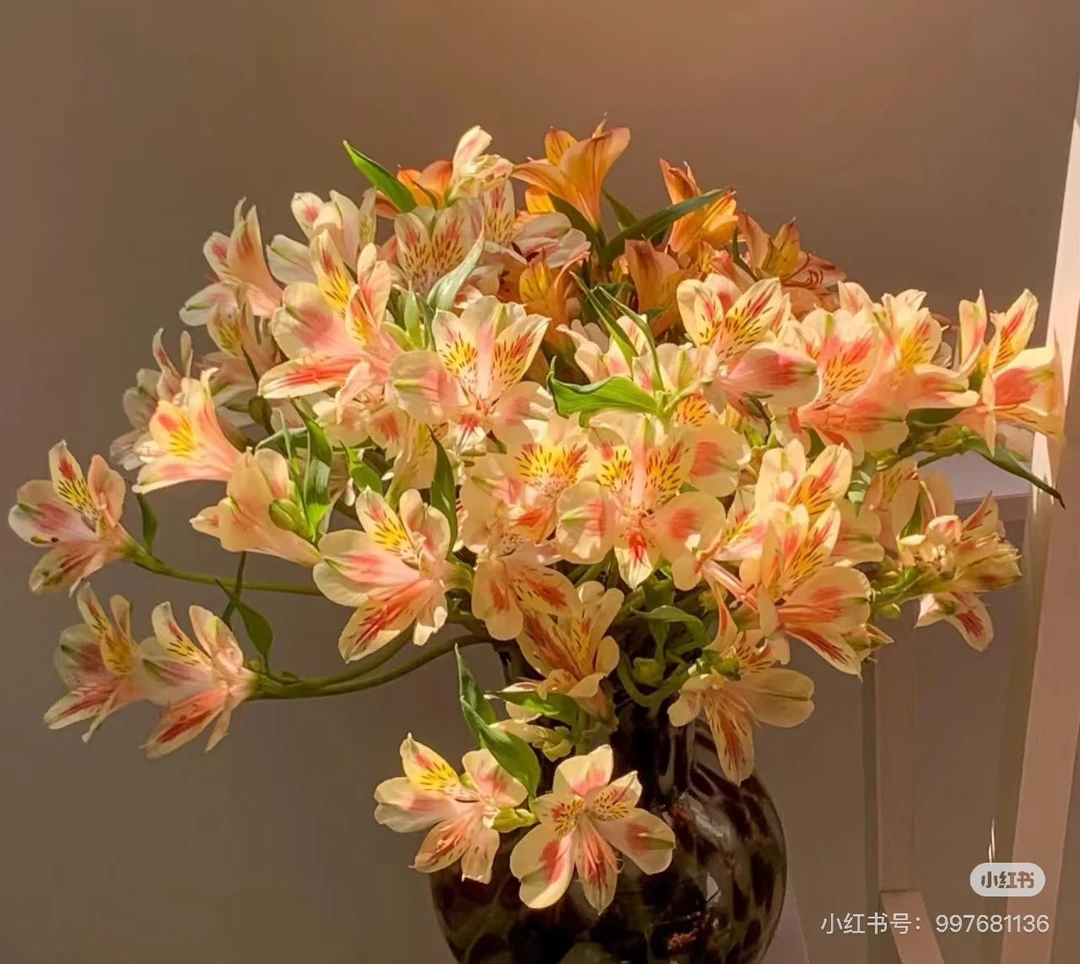 【橘子汽水】橙色水仙百合六出花长花期鲜花高颜值氛围绿植顺丰冷链