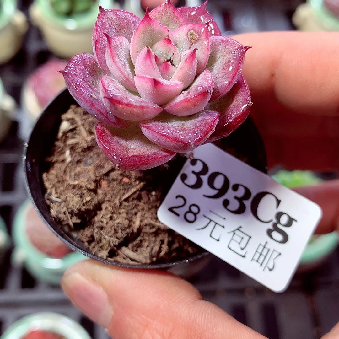 5厘米盆精控多肉393