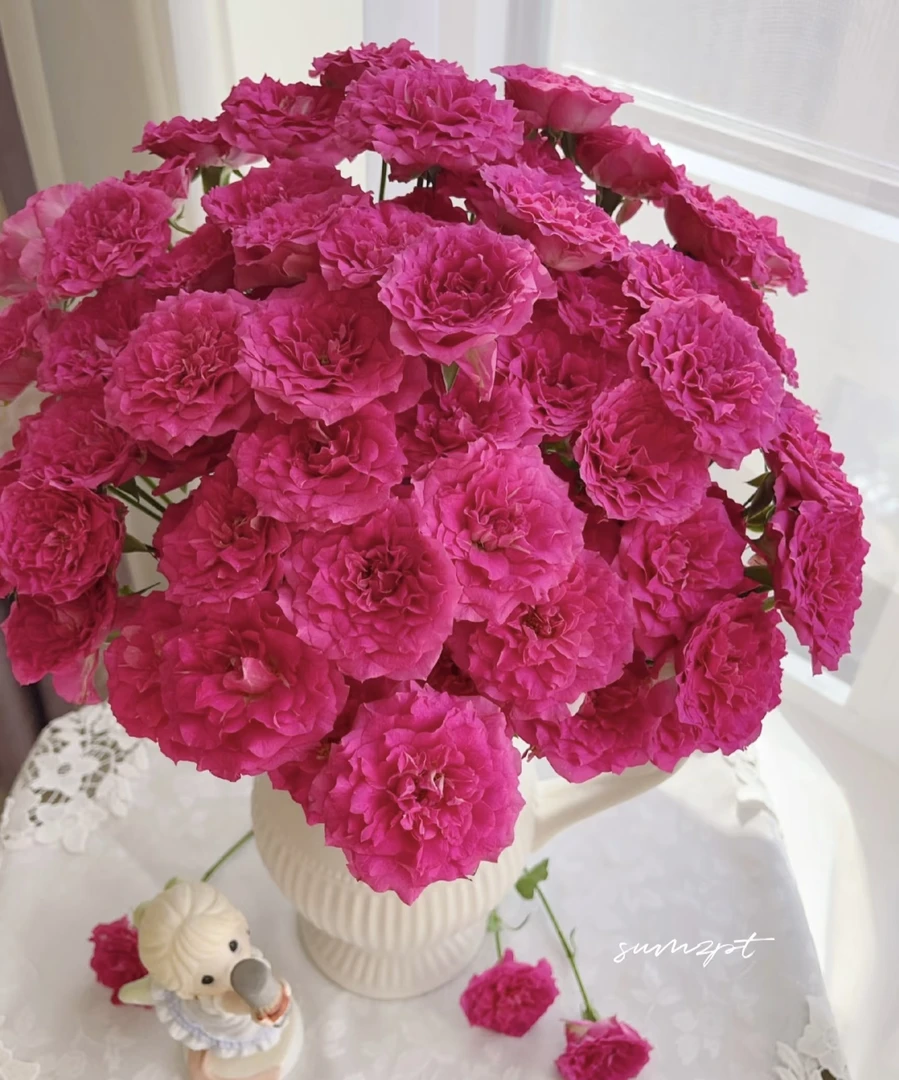 【天使罗拉多头玫瑰】任意两单及两单以上鲜花顺丰包邮发货