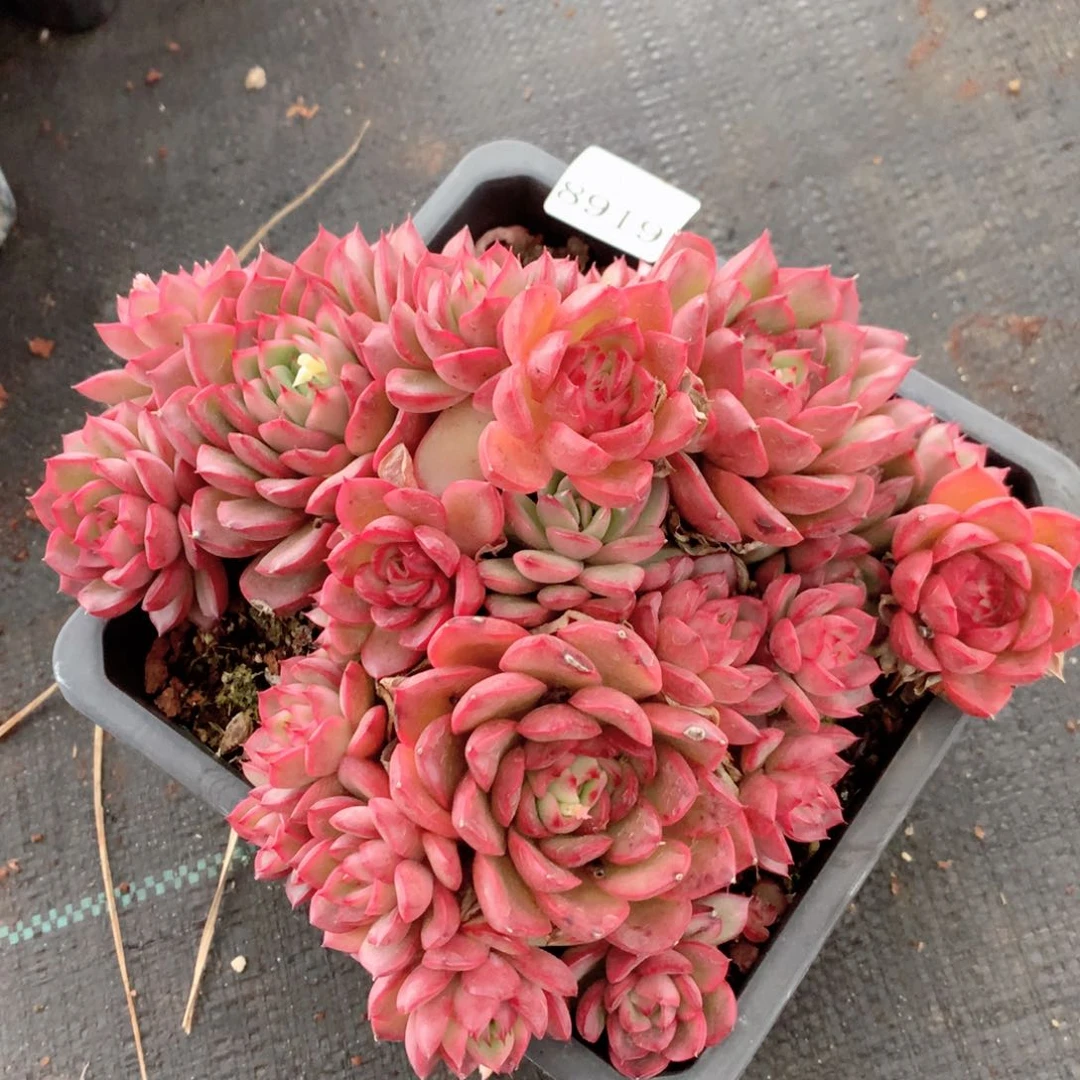 8919杂交多肉植物基地