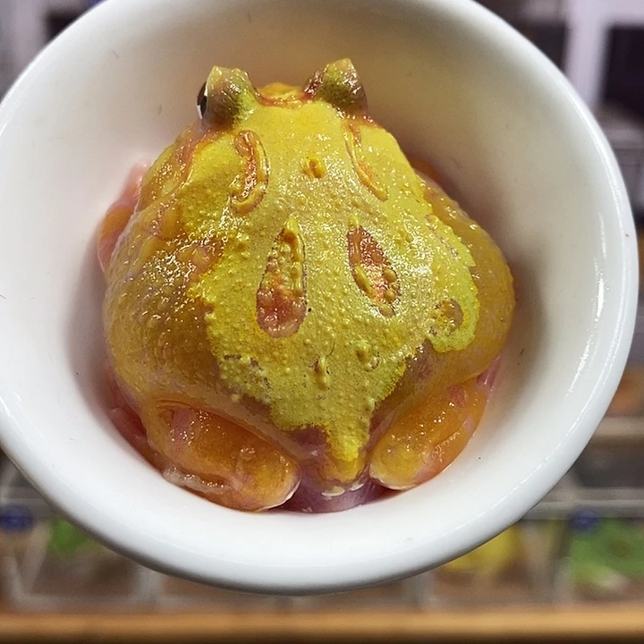 角蛙521号变异角蛙