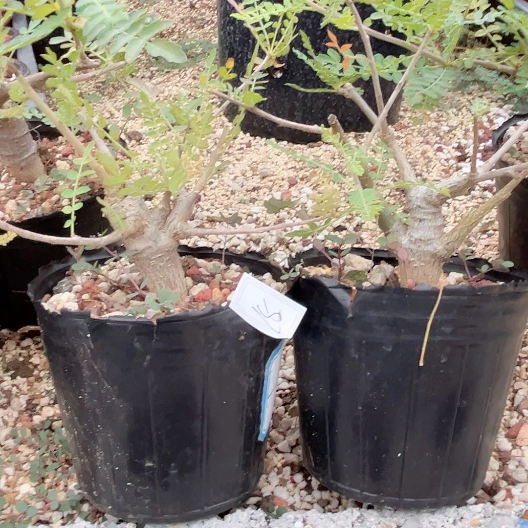 多肉植物尼勒达实生