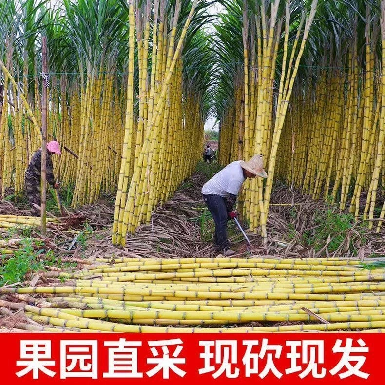 【超低价】正宗云南黄皮甘蔗新鲜水果应季批发精选中段脆甜多汁