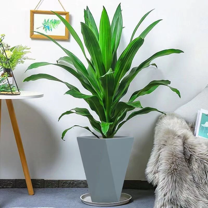 80 - 100cm高度金心百合竹室内盆栽耐寒净化空气