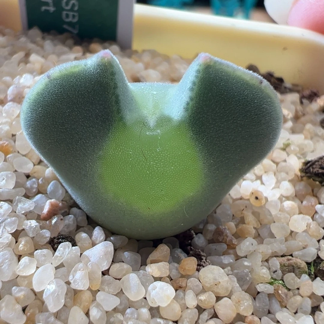 w199/青蛙3年卡姿兰大眼睛。