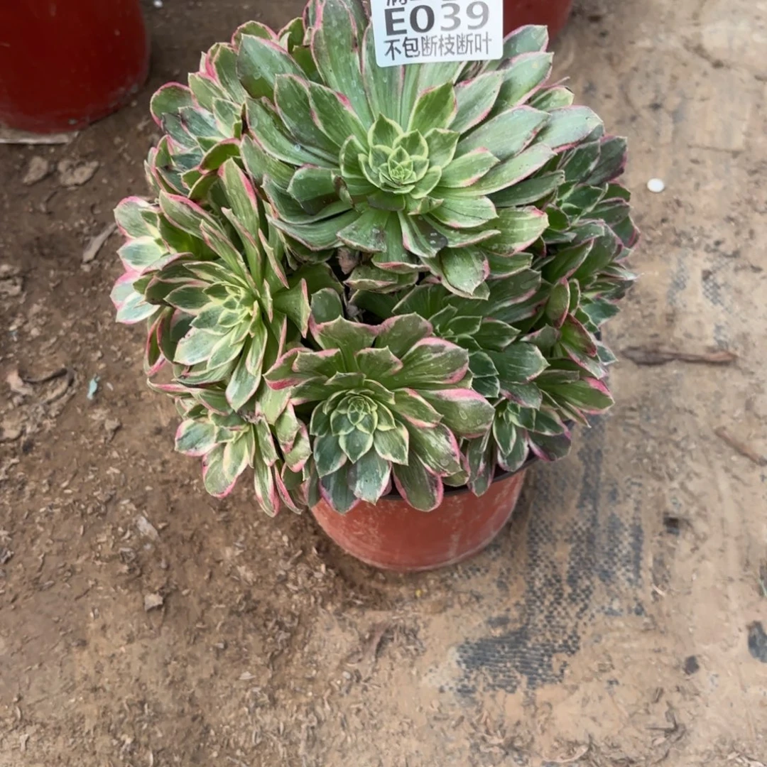 M.   039水蜜桃多肉112233