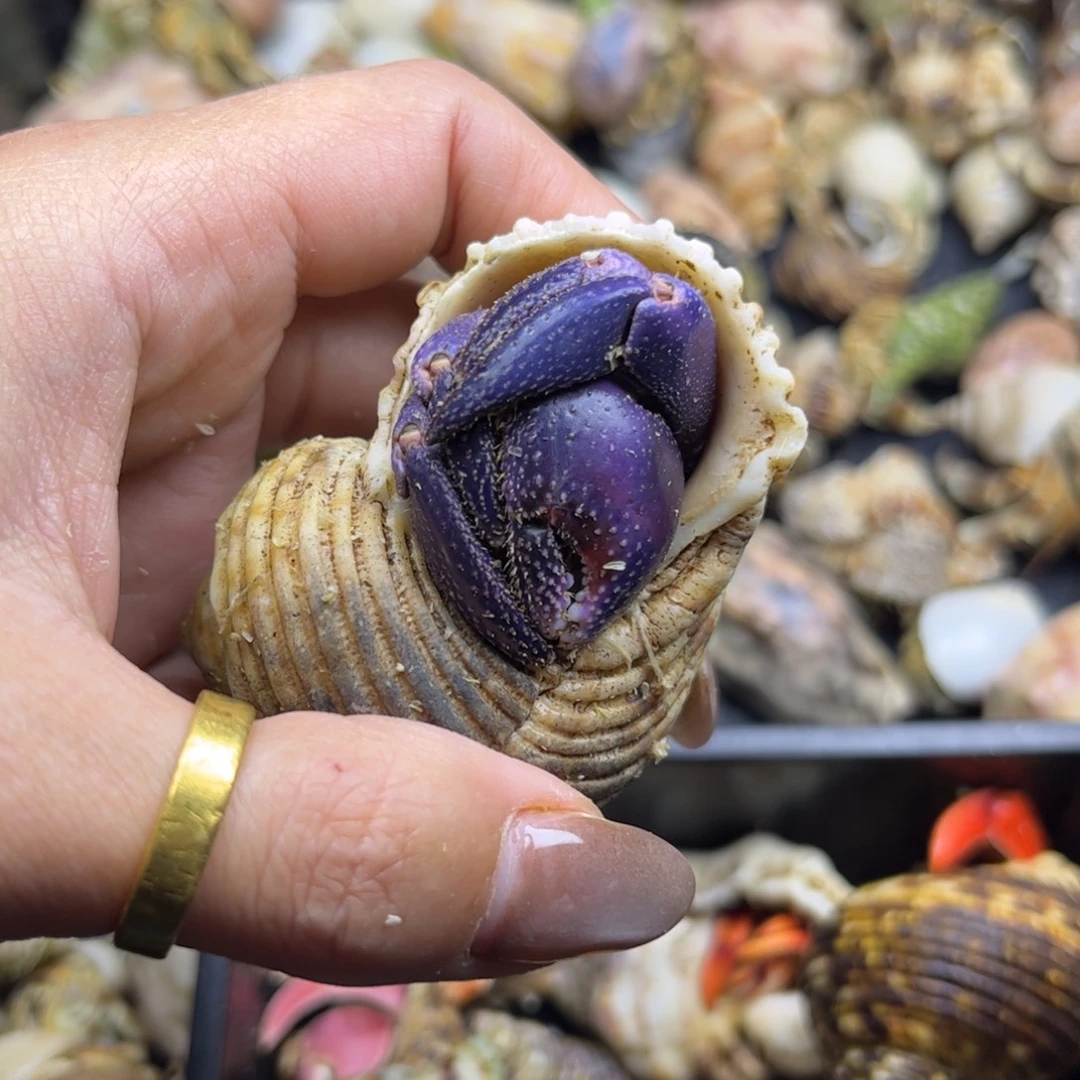 佳佳执着的通体紫陆陆