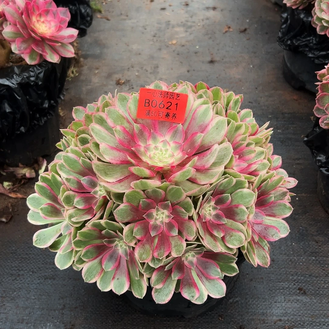 流***舞621多肉植物、孔雀翎