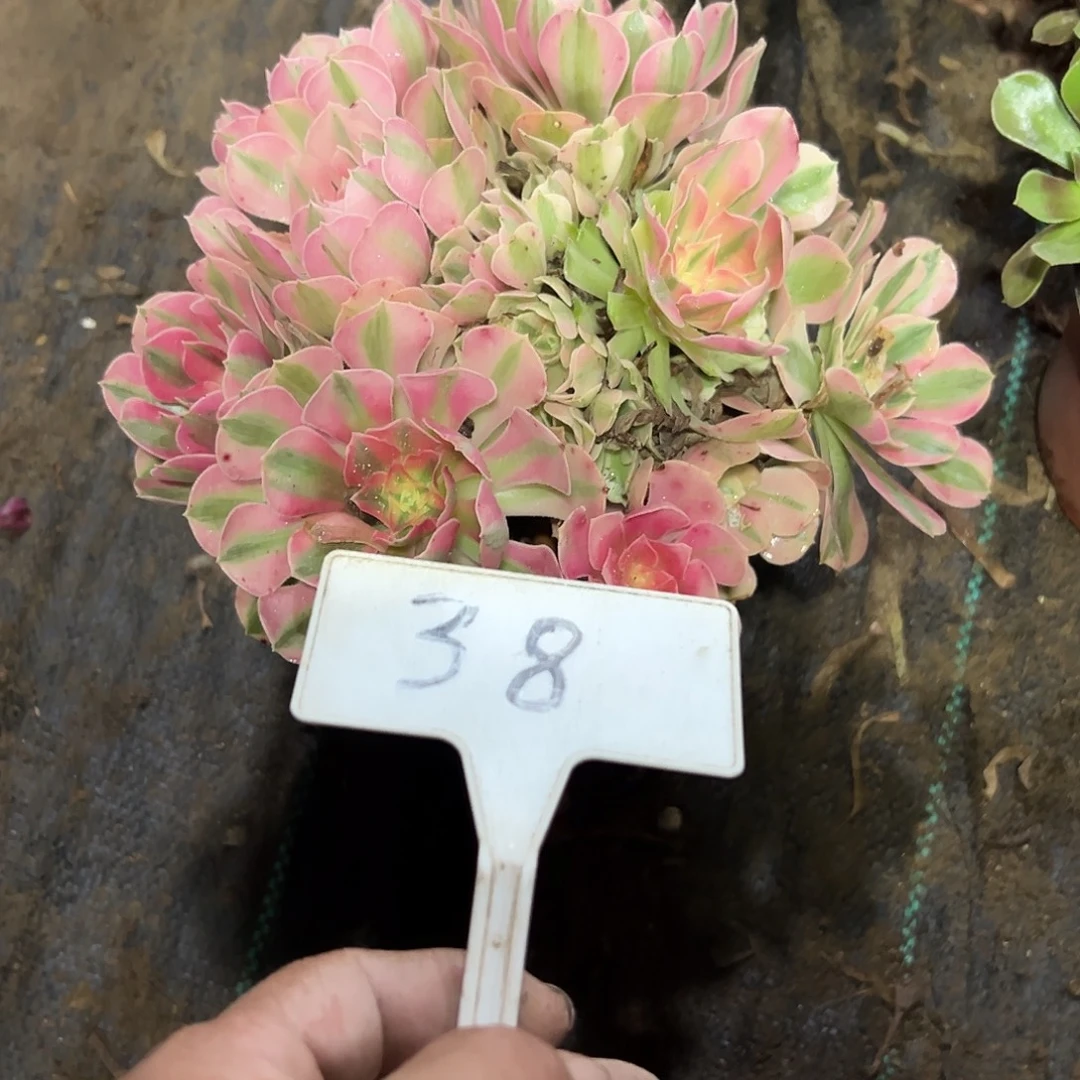 多肉植物组合2个系列38