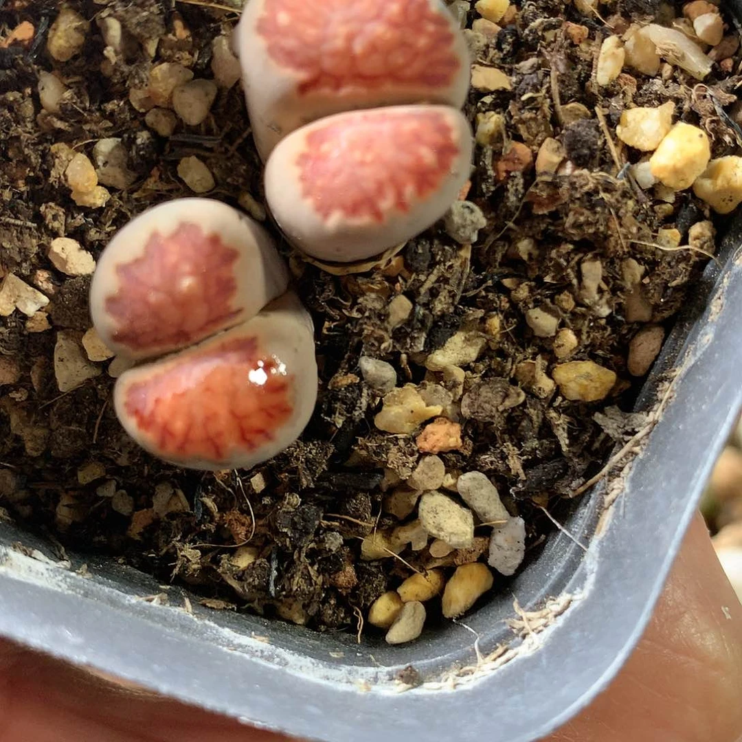 D178多肉植物保护研究所