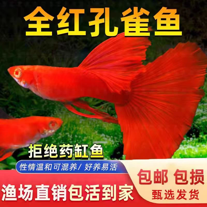 血红全红孔雀鱼热带鱼小型纯种观赏鱼孔雀鱼凤尾鱼孔雀胎生易繁殖