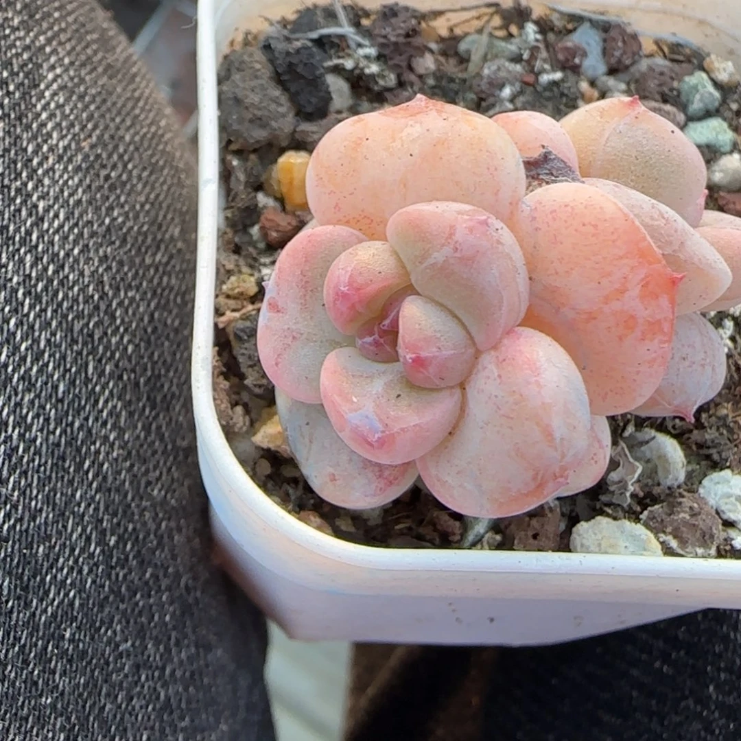 小卡拉米糖心一物一拍