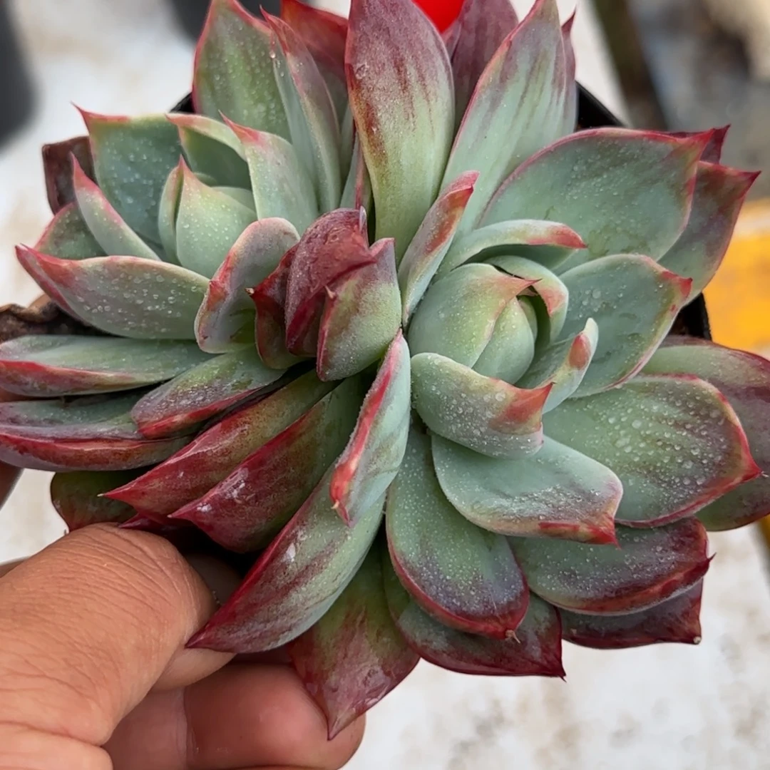 惊鸿一物一拍包装收缩花旱161