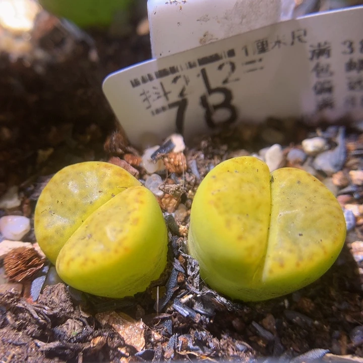 精致生石石212.78