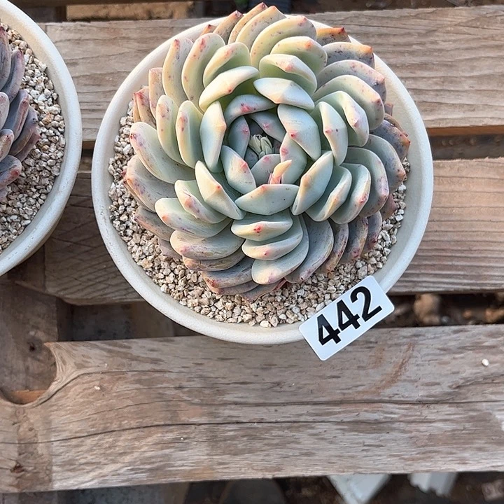 以**马多肉植物一物一拍