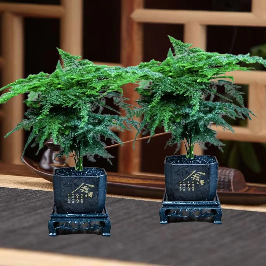 到手两份带盆带底座栽好文竹室内绿植