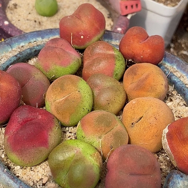 22546拉登体一颗五年