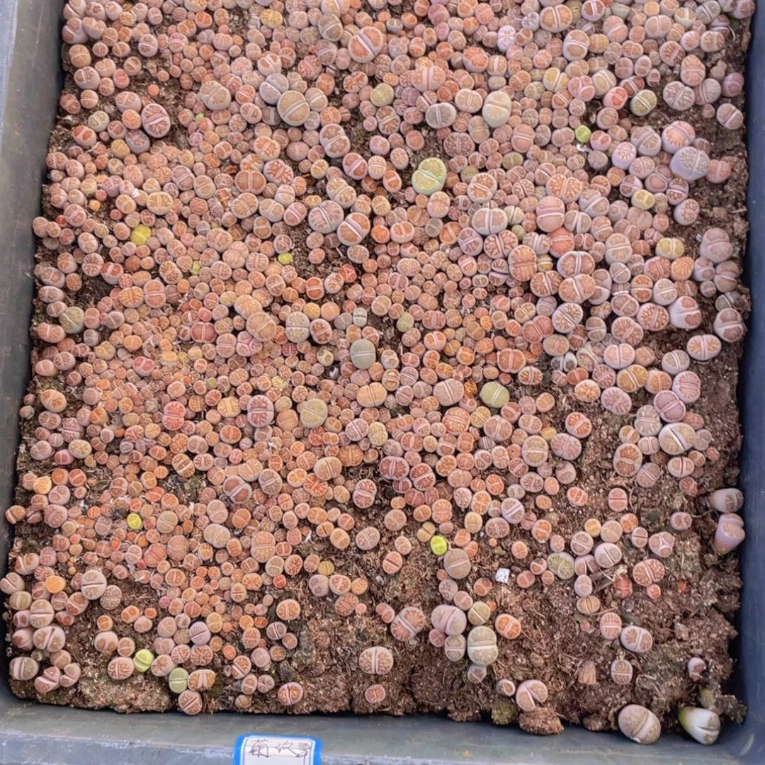 Y***i一筐菊文章88888杨子88888