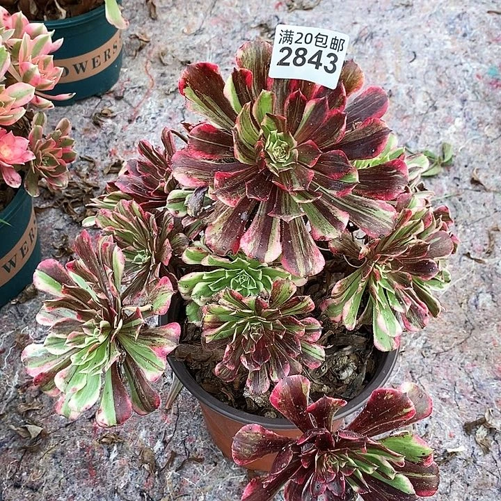 2843 一颗同花顺法师