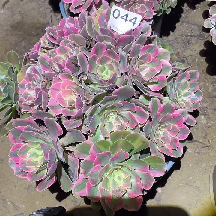 小*多肉植物断枝不包44女妖