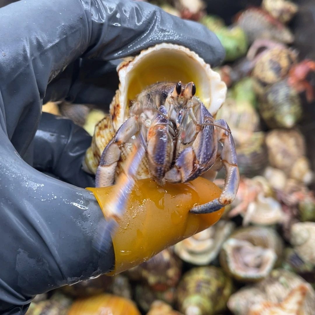 活体宠物不退不换150