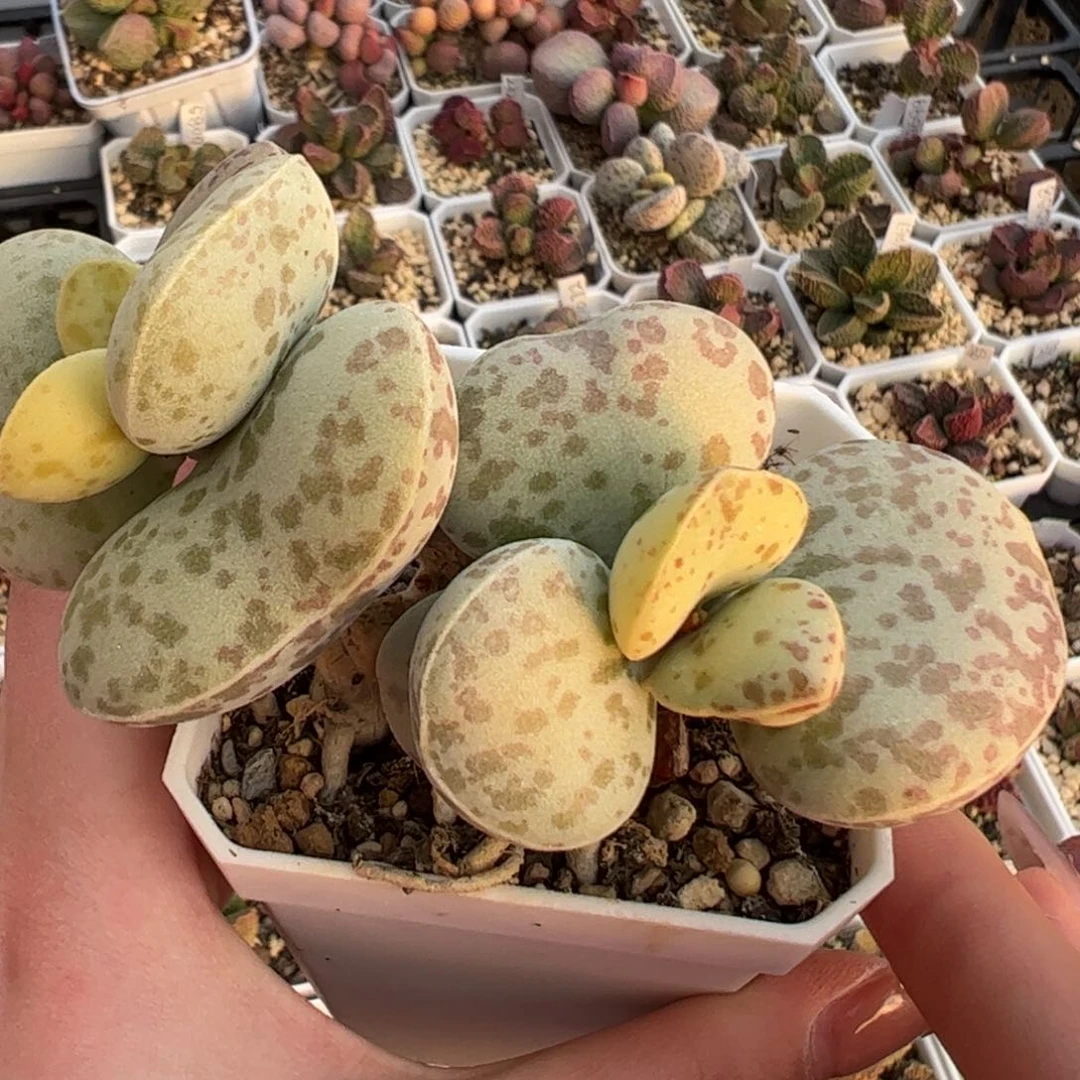 花蛋季节性锦多头纯木质的桩