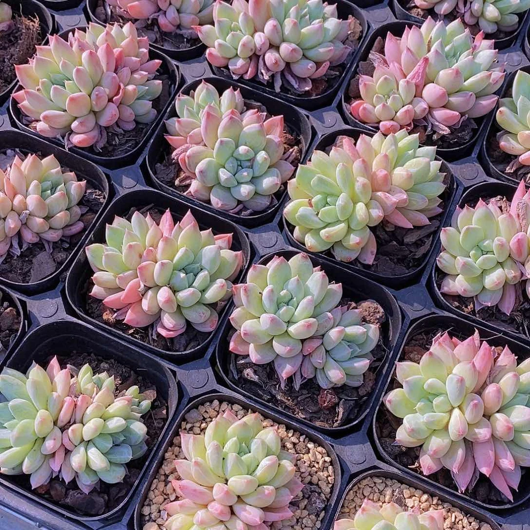 0524- 梅花烙双头一颗 量拍