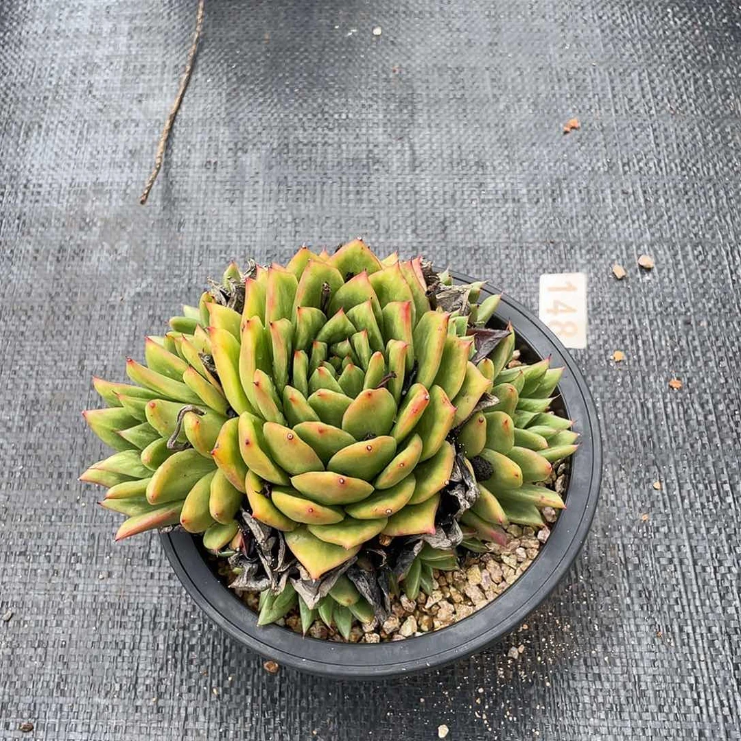 若如东云组拍043