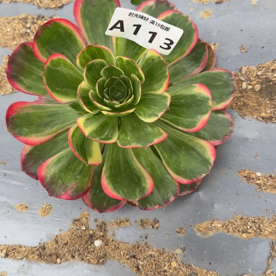 113桃花坞。多肉植物