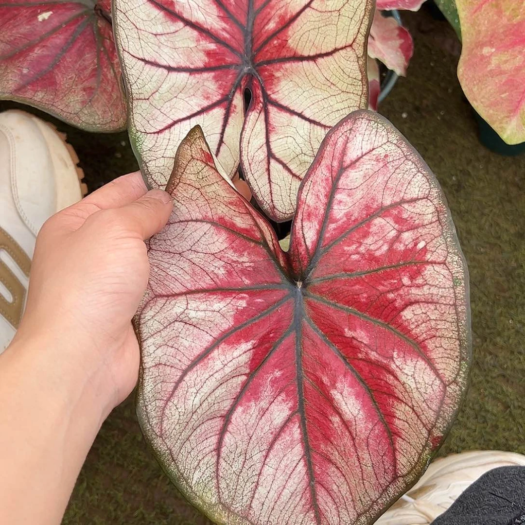 无花朵糖霜黑莓养定实生40