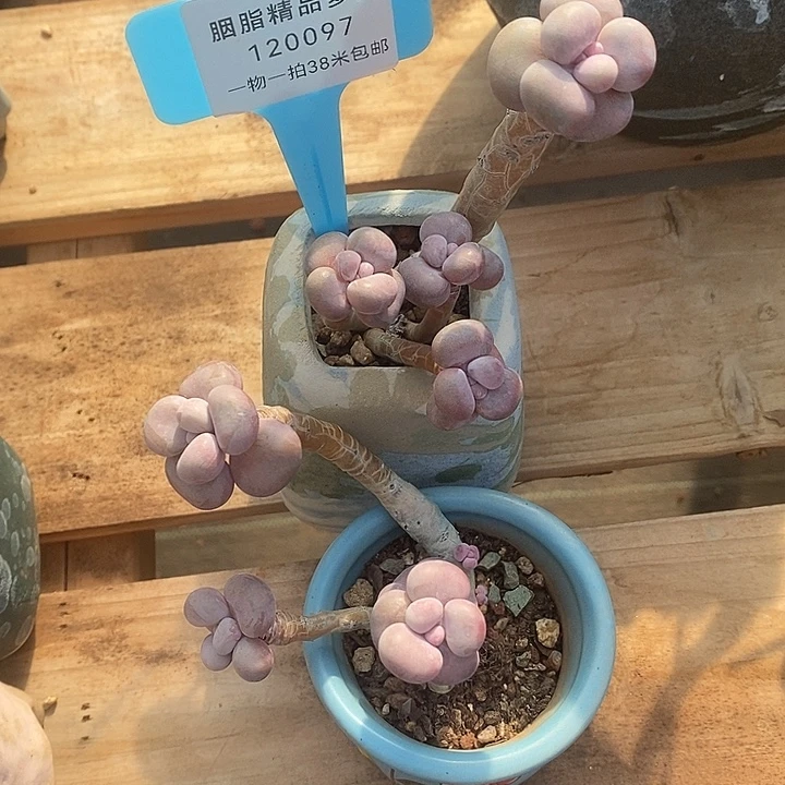 可寄托妇幼嗦粉莫莫莫你看上去