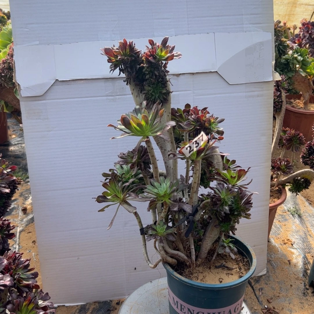 有伤黑缀237高36