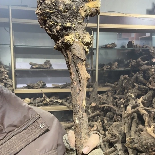 香榧木二**说火琉璃的故事毛料摆件