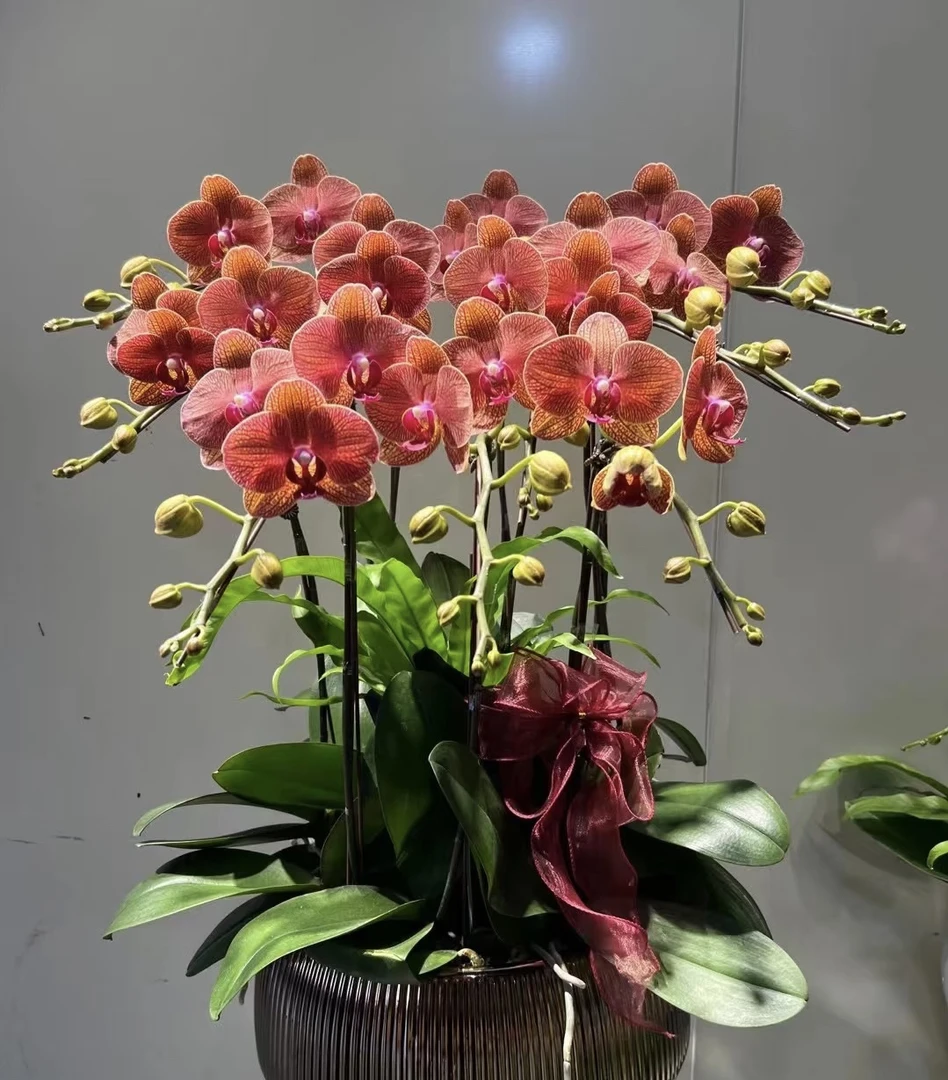 （爱马仕橙）蝴蝶兰稀有品种2.8寸杯带花剑