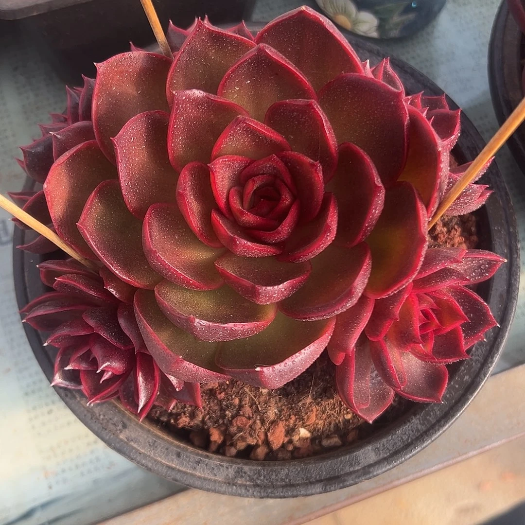 红灯捧花一物一拍