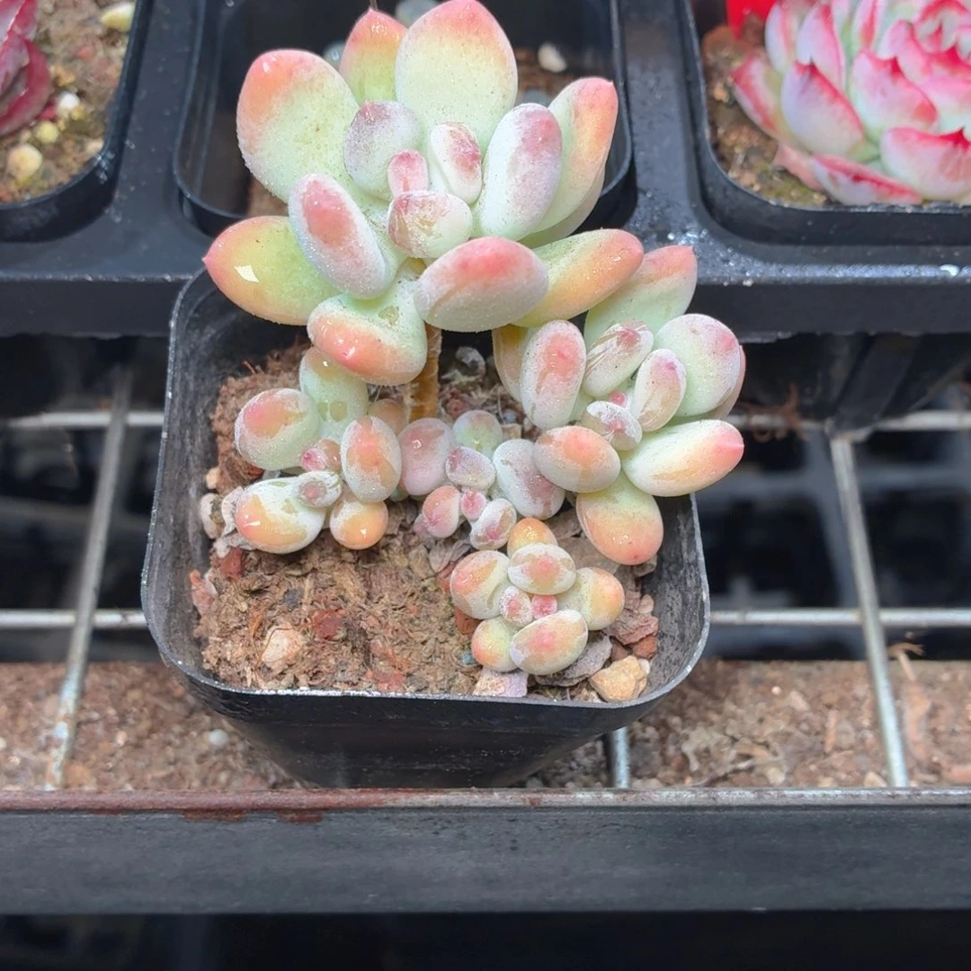 苹果奶酪多肉9.9包邮发货