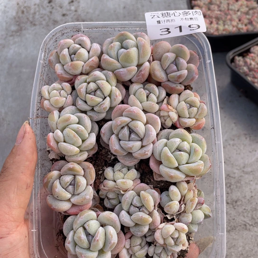 云糖心多肉植物319