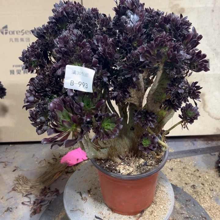 993黑法师不售后