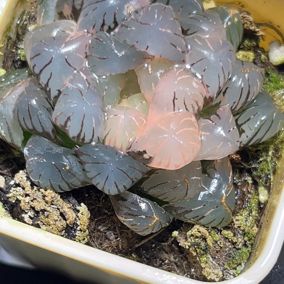 恭喜发财大吉大利4540