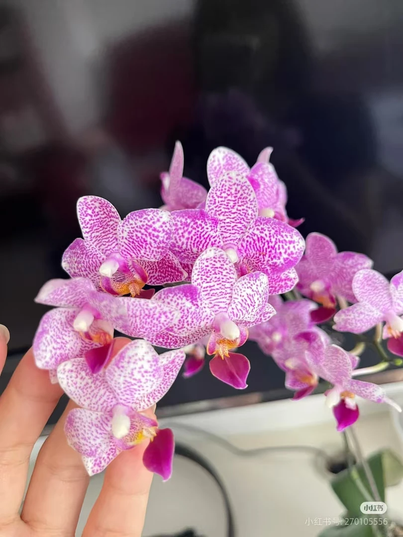 3.0寸杯（塔林狮子）蝴蝶兰，带剑 爆根 经典象耳兰后代