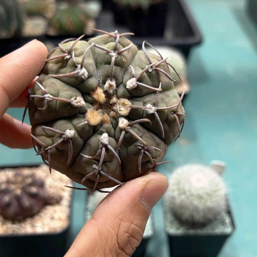 实生裸鄂 脱土发货