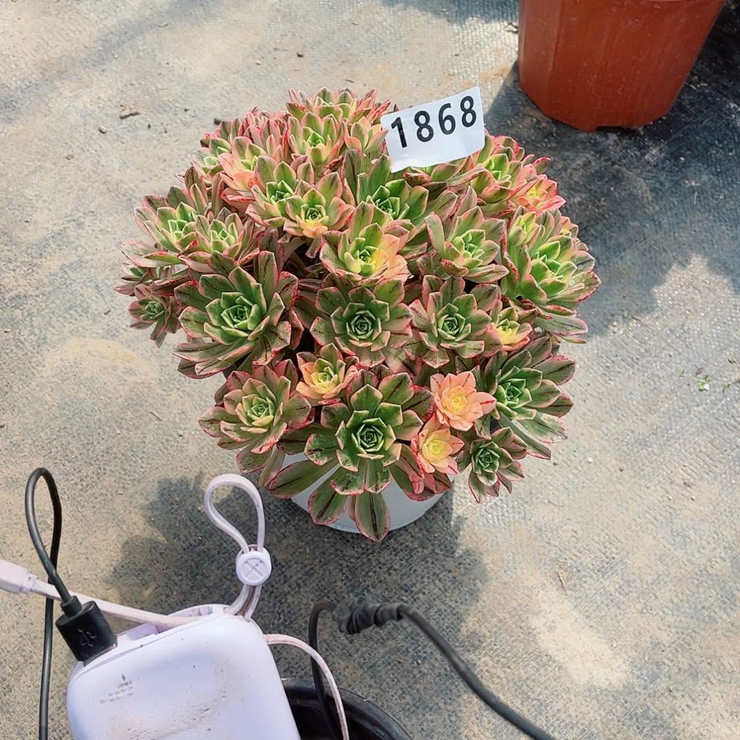 @****?甜茶1868福利法师