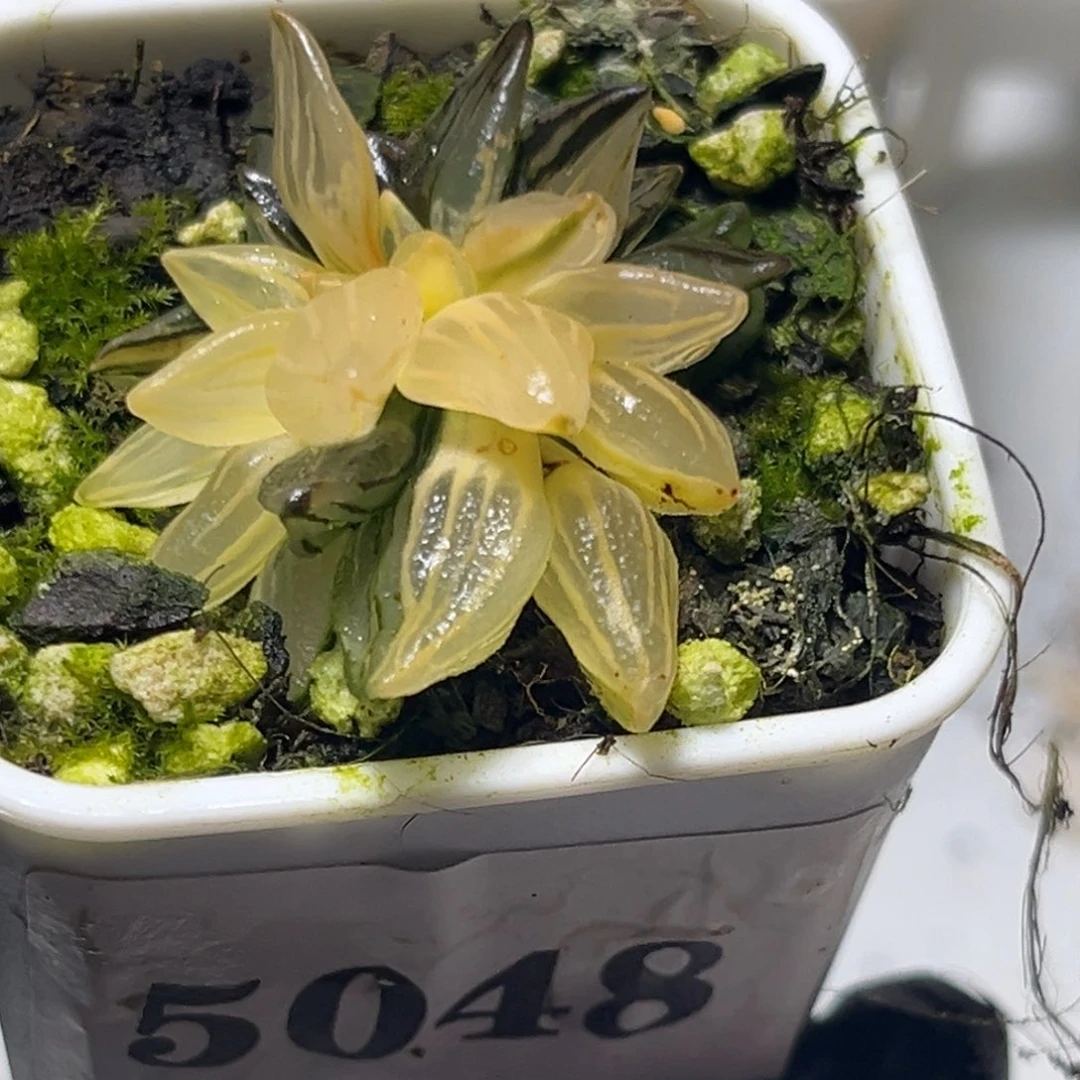 恭喜发财大吉大利5048